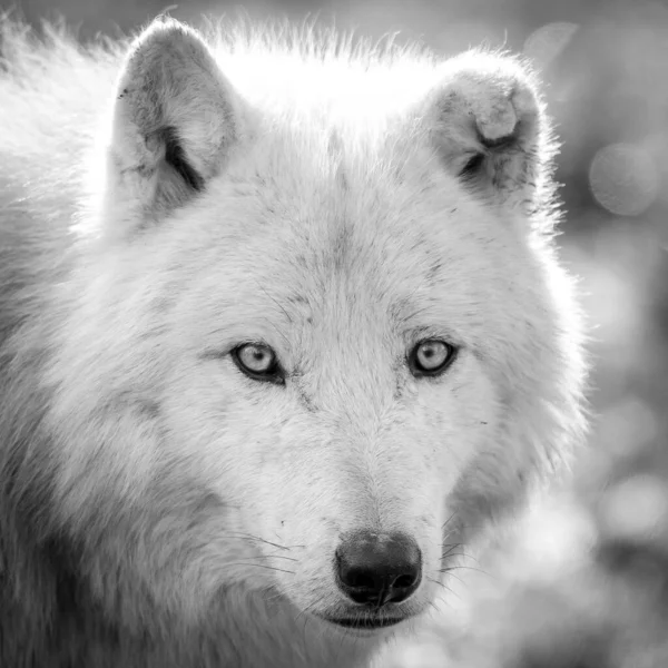 Portrait Awhite Wolf Forest Winter — Stock Photo, Image