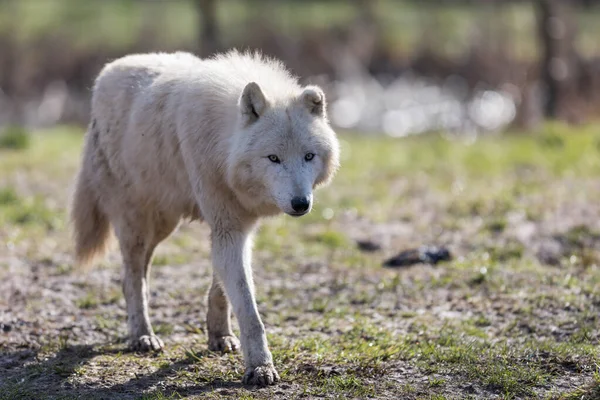 Kış boyunca ormanda beyaz kurt