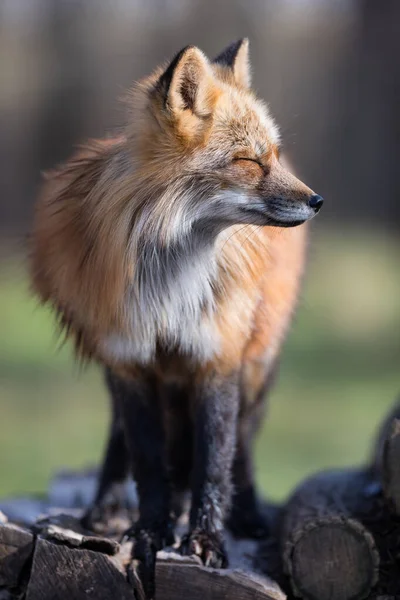 Renard Roux Dans Forêt Pendant Automne — Photo