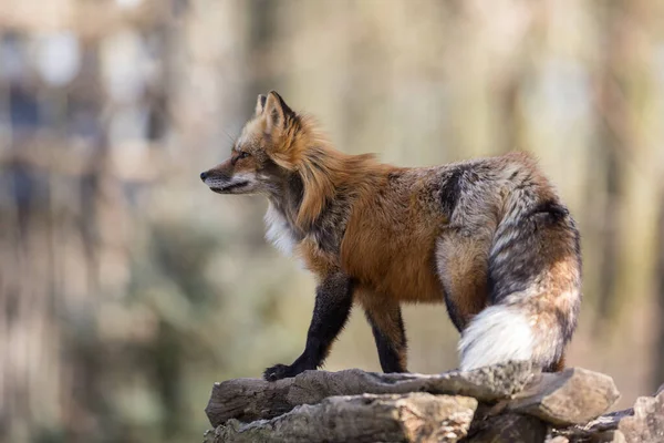 Renard Roux Dans Forêt Pendant Hiver — Photo