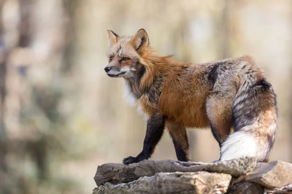 Renard Roux Dans Forêt Pendant Hiver — Photo