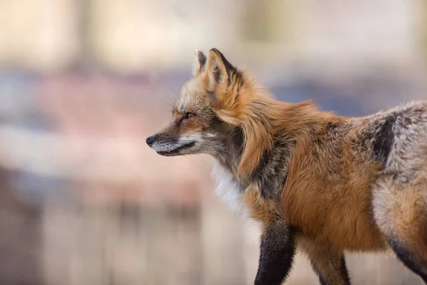 Renard Roux Dans Forêt Pendant Hiver — Photo