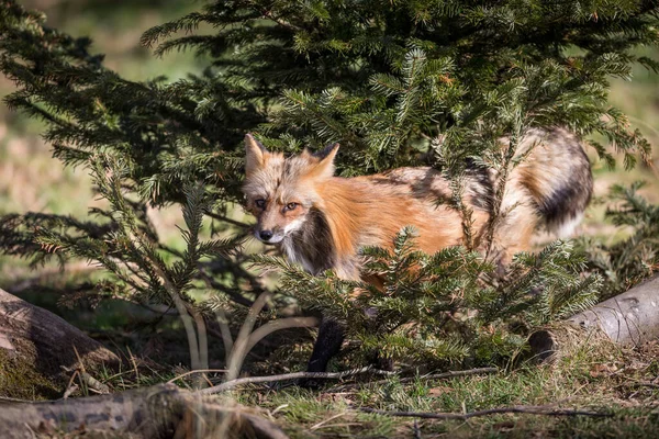 冬の森の中の赤狐 — ストック写真
