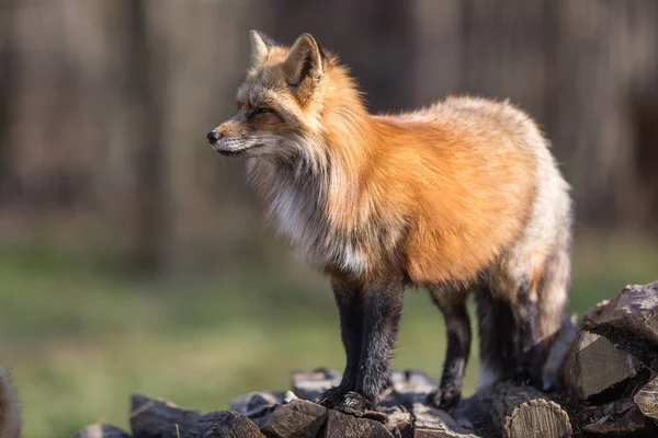 Renard Roux Dans Forêt Pendant Hiver — Photo