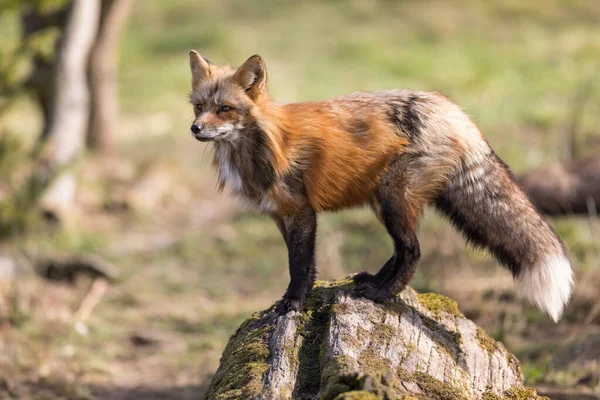 Renard Roux Dans Forêt Pendant Hiver — Photo