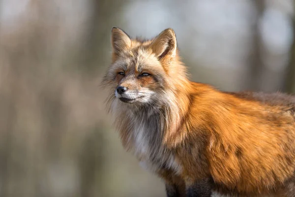 Red Fox Forest Winter — Stock Photo, Image