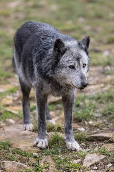 Sonbahar boyunca ormanda siyah kurt