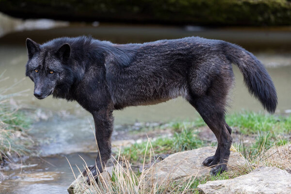 Black wolf in the forest during the autumn