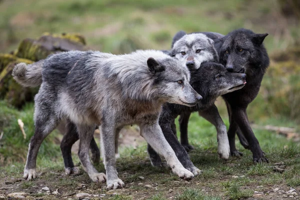 Zwarte Wolf Het Bos Herfst — Stockfoto