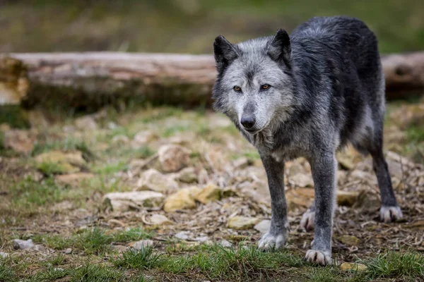 Lobo Negro Bosque Durante Otoño — Foto de Stock