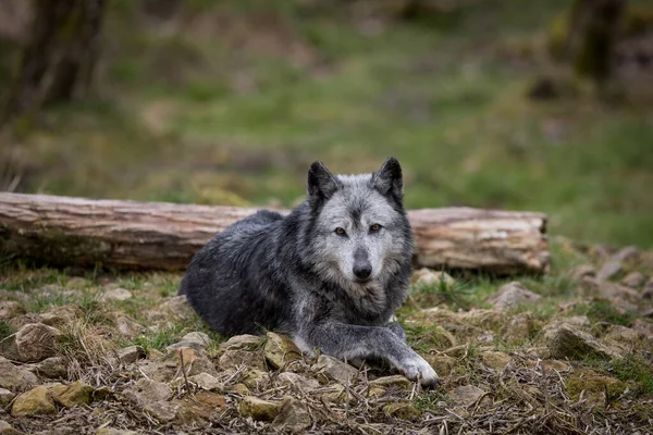 Sonbahar boyunca ormanda siyah kurt 