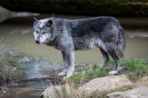 Sonbahar boyunca ormanda siyah kurt 