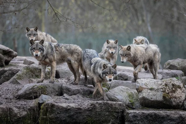 Família Lobo Cinzento Floresta Durante Chuva — Fotografia de Stock