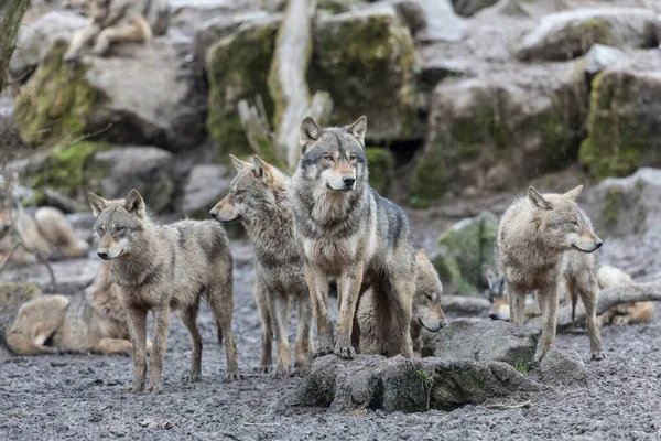 Familia Lobos Grises Bosque Durante Lluvia —  Fotos de Stock