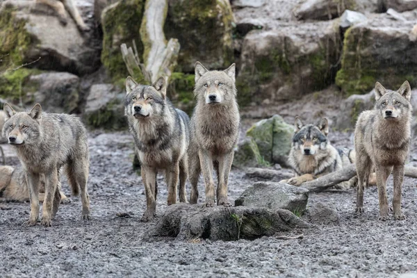 Γκρίζος Λύκος Οικογένεια Στο Δάσος Κατά Διάρκεια Της Βροχής — Φωτογραφία Αρχείου
