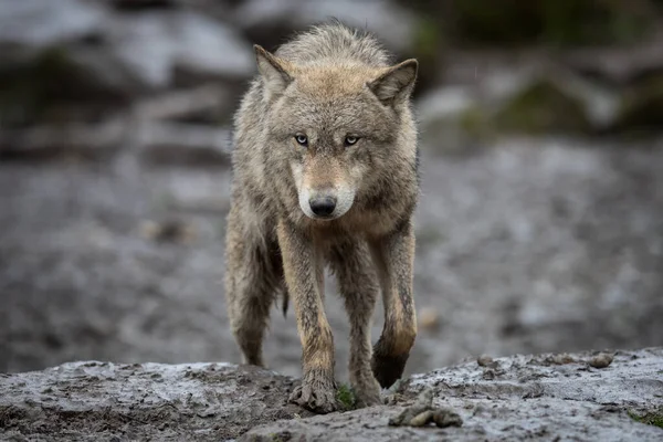 Lobo Cinzento Floresta Durante Chuva — Fotografia de Stock