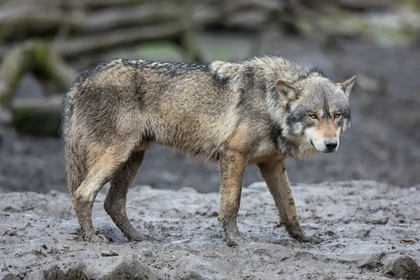 雨中森林里的灰狼 — 图库照片