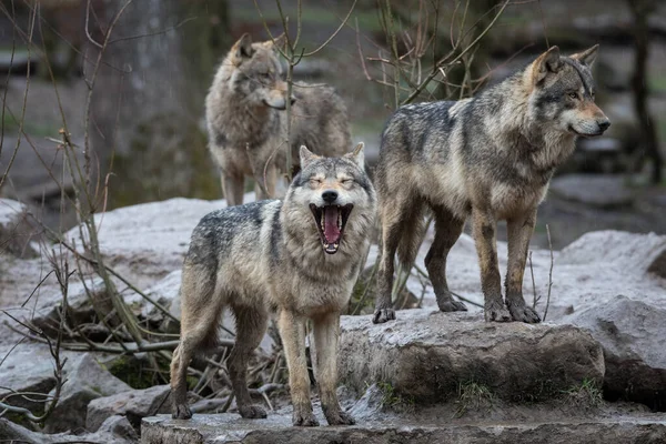 Grey Wolf Family Forest Rain — Stock Photo, Image