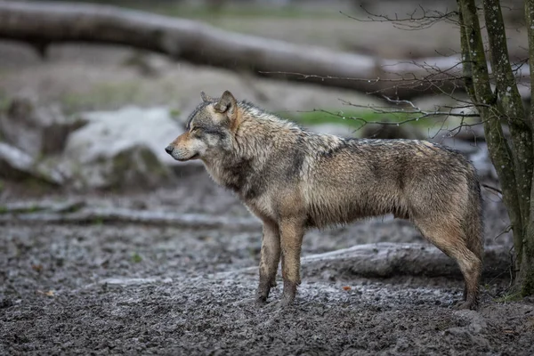 Yağmur sırasında ormandaki gri kurt