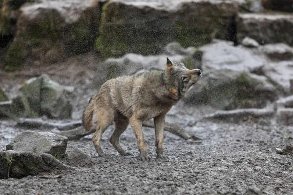 Γκρίζος Λύκος Οικογένεια Κάτω Από Βροχή Στο Δάσος — Φωτογραφία Αρχείου