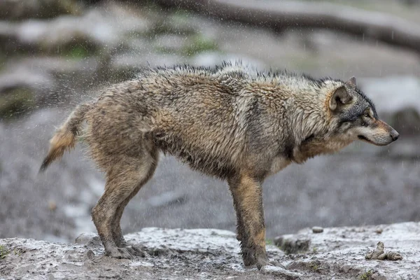 Gri kurt ailesi yağmur altında ormanda