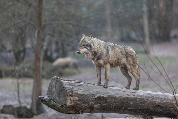 Gri kurt ailesi yağmurun altındaki ağaçta
