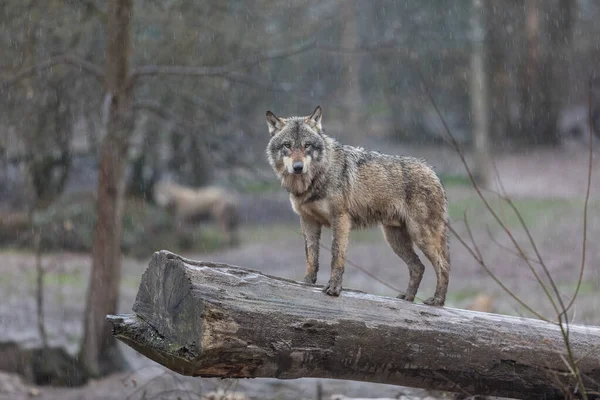 Gri kurt ailesi yağmurun altındaki ağaçta