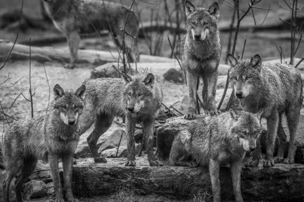 雨の下で灰色のオオカミの家族 — ストック写真