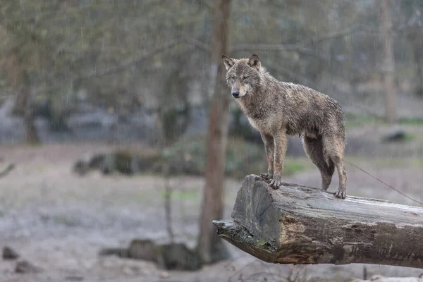Grey wolf family on the tree under the rain