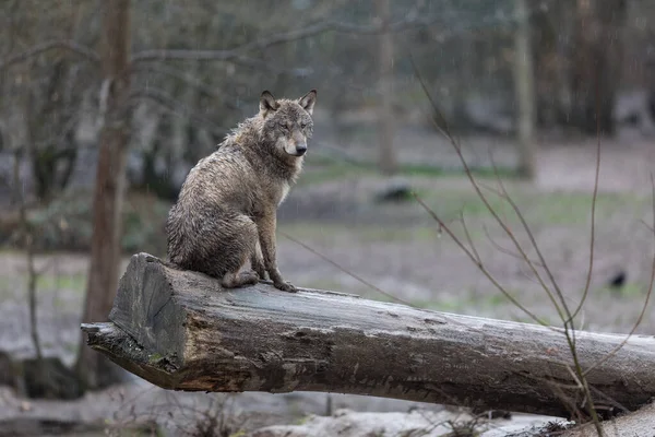 Grey Wolf Tree Rain Forest — Stock Photo, Image