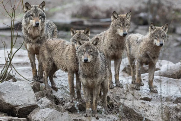Gri kurt ailesi yağmur altında ormanda