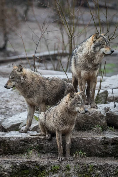 Grey Wolf Family Forest — Stock Photo, Image