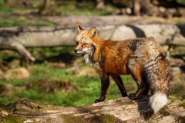 Ormanda kızıl tilki