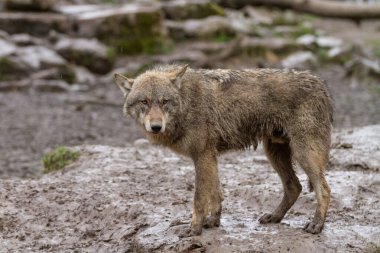 Ormandaki ağaçtaki siyah kurt