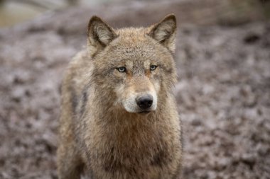 Ormandaki ağaçtaki siyah kurt