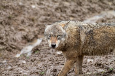 Ormandaki ağaçtaki siyah kurt