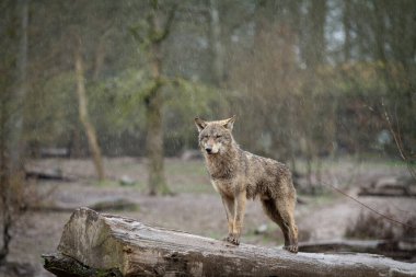 Ormandaki ağaçtaki siyah kurt