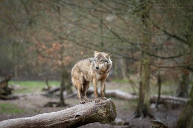 Ormandaki ağaçtaki siyah kurt
