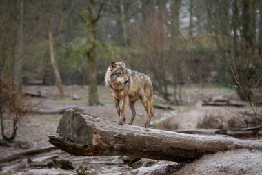 Ormandaki ağaçtaki siyah kurt