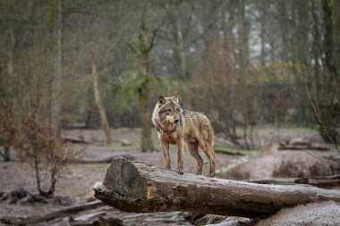 Ormandaki ağaçtaki siyah kurt
