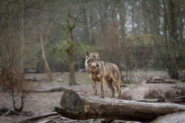 Ormandaki ağaçtaki siyah kurt