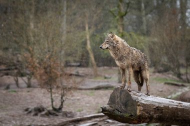 Ormandaki ağaçtaki siyah kurt