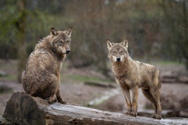 Ormandaki ağaçtaki siyah kurt