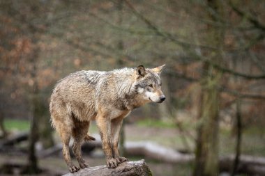 Grey wolf seated during the rain