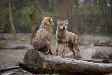 Grey wolf seated during the rain