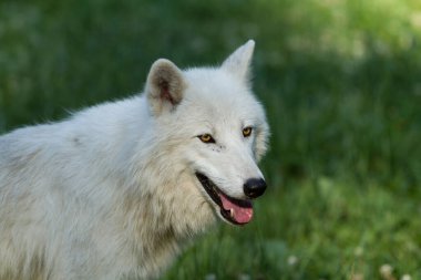Ormanda bir beyaz kurdun portresi