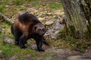Wolverine ormanda yürüyor.