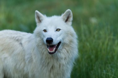 Ormanda bir beyaz kurdun portresi