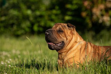 Sharpei çimenlerde oturuyordu.
