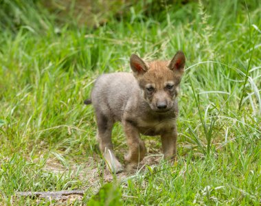 Yavru gri kurt ormanda